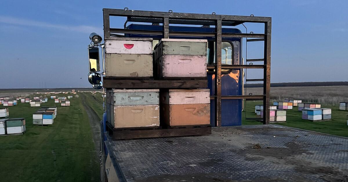 Beekeeper offers $100,000 reward in Fresno beehive thefts