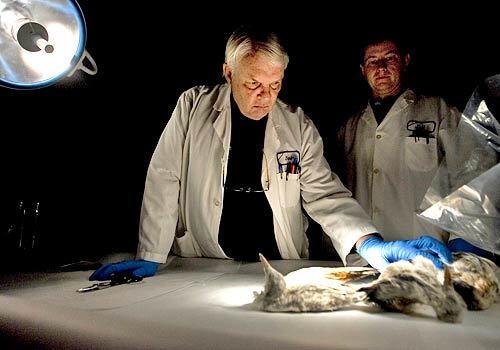 James D. Banks examines dead terns that were frozen to preserve them at the DFG forensic lab in Sacramento, California.