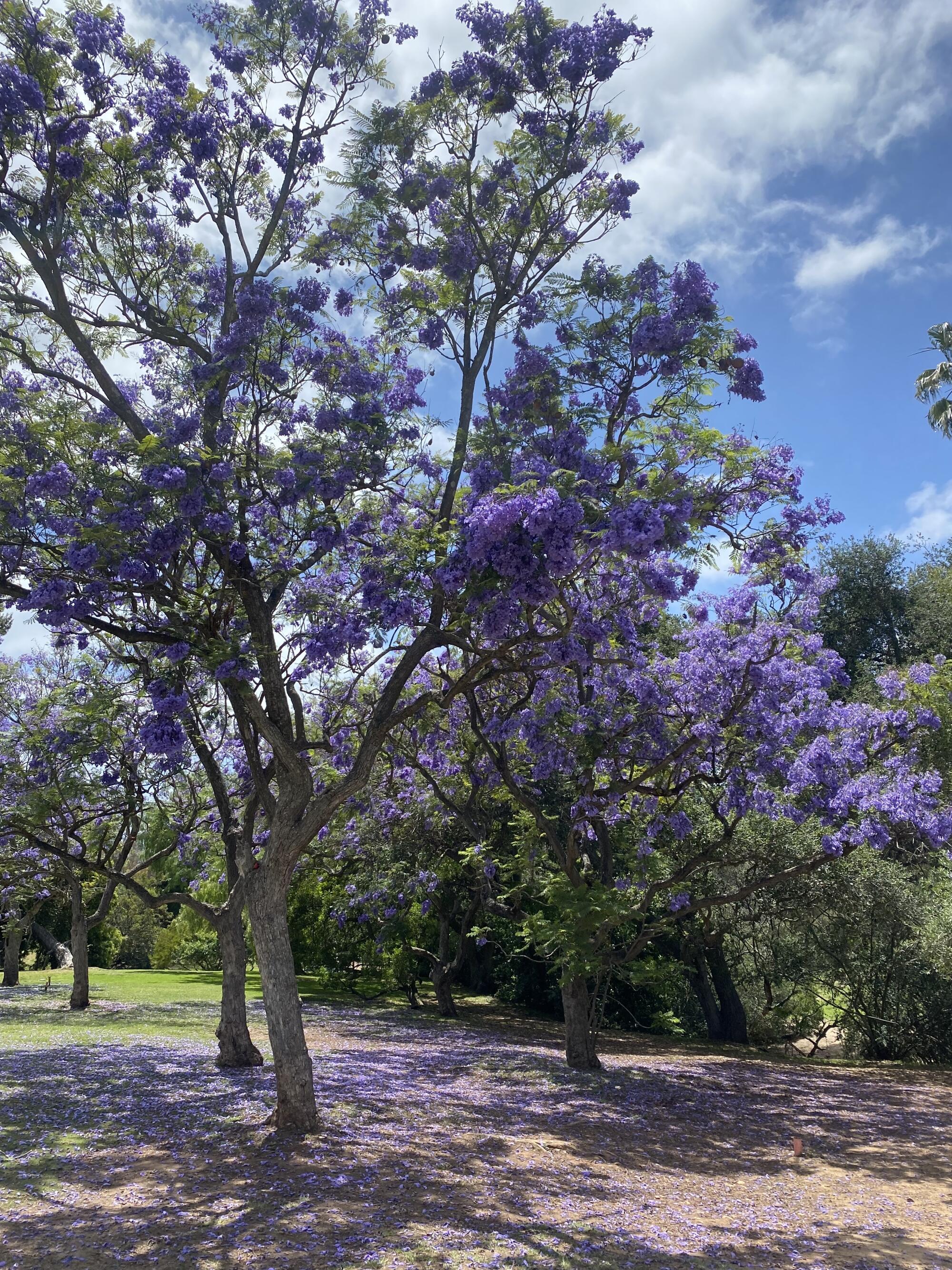 A blooming jacaranda tree's branches are filled with purple flowers that also blanket the ground beneath it.