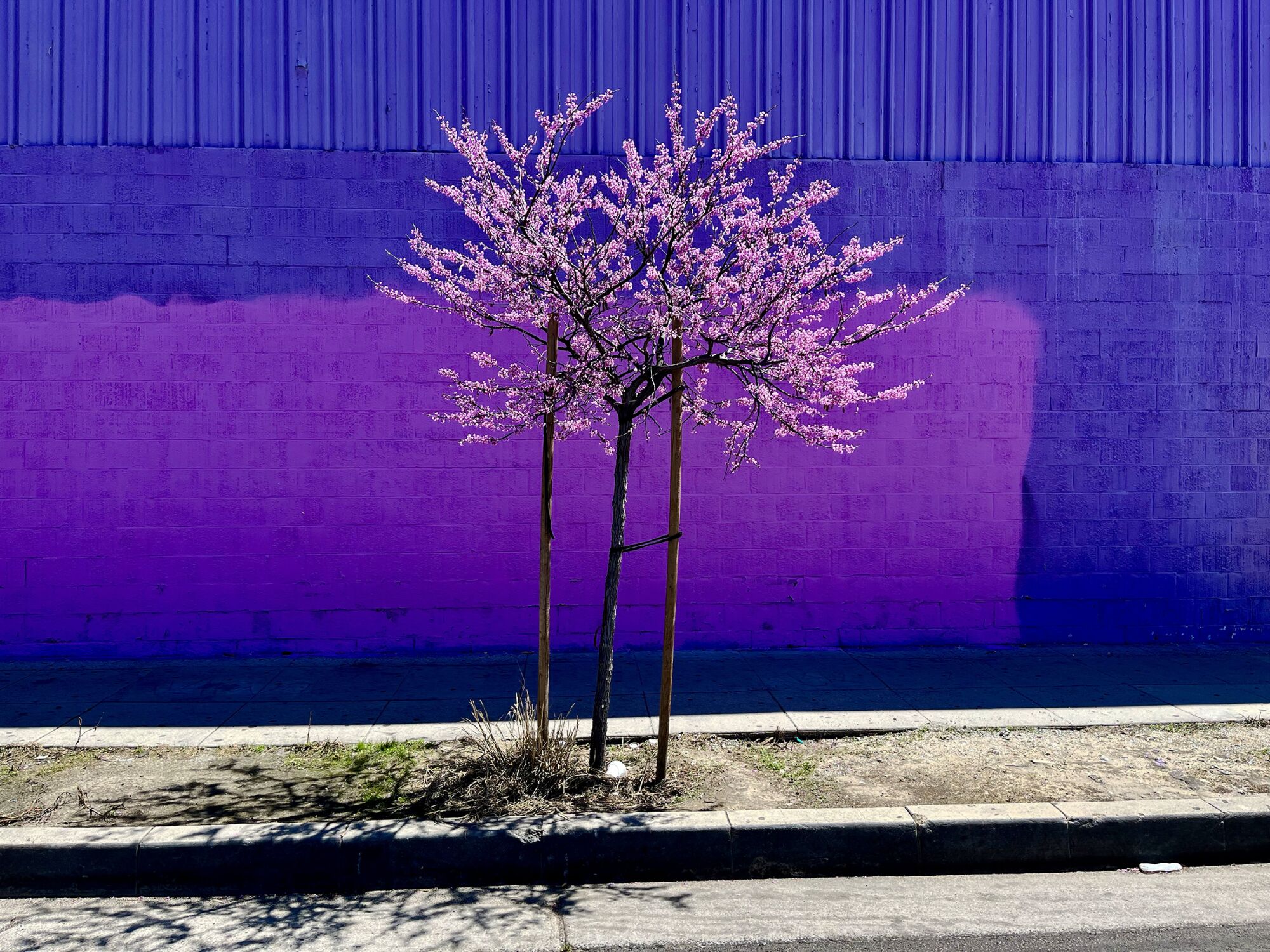 An oriental red bud tree in front of a purple wall in South Los Angeles.