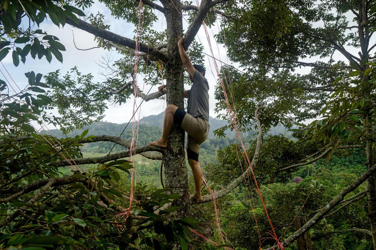 Tan Chee Keat climbs a tree to tie a Musang King durian fruit on his farm owned by his father, Tan Eow Chong. (Suzanne Lee / For The Times)