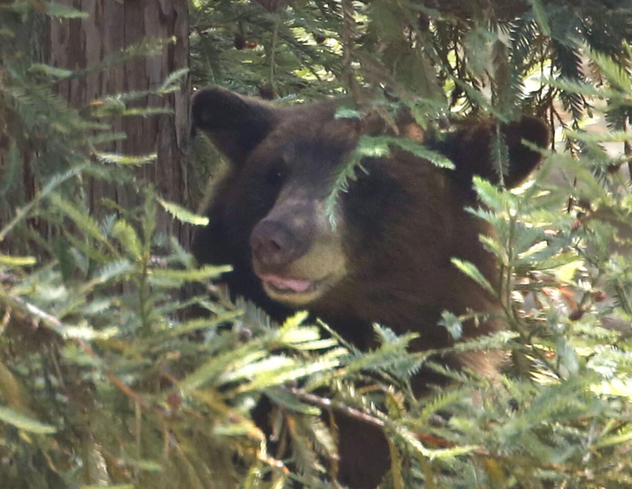 The bear rests in a pine tree on Jarvis Avenue.