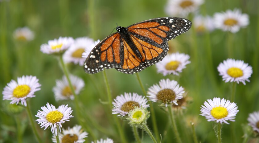 A monarch butterfly lands on a plant in a vivarium.