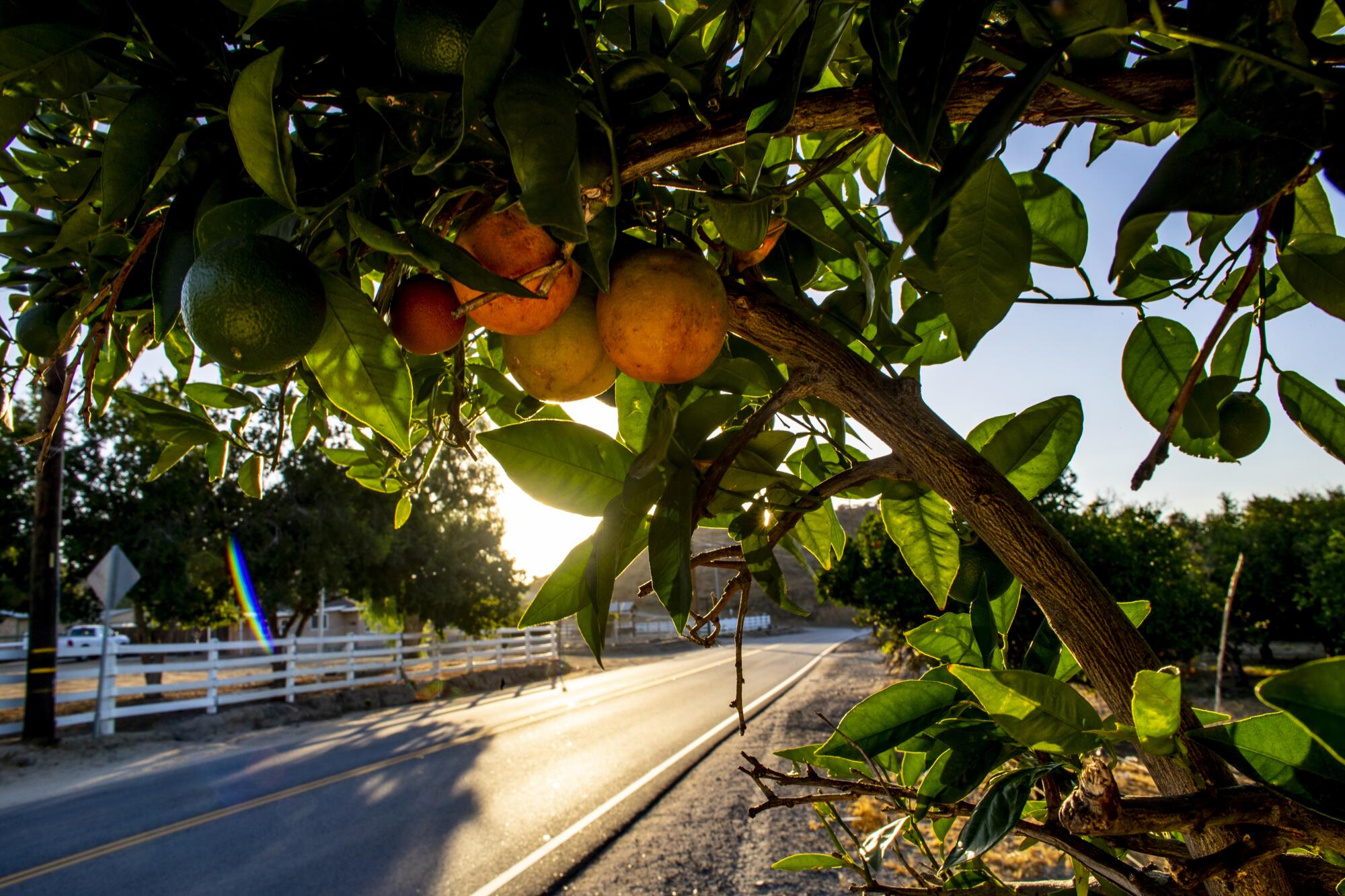 Oranges weighing down a branch next to a two-lane road
