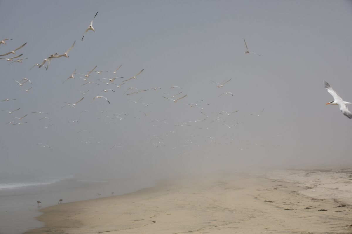 Seagulls fly in the fog near the US-Mexico border 