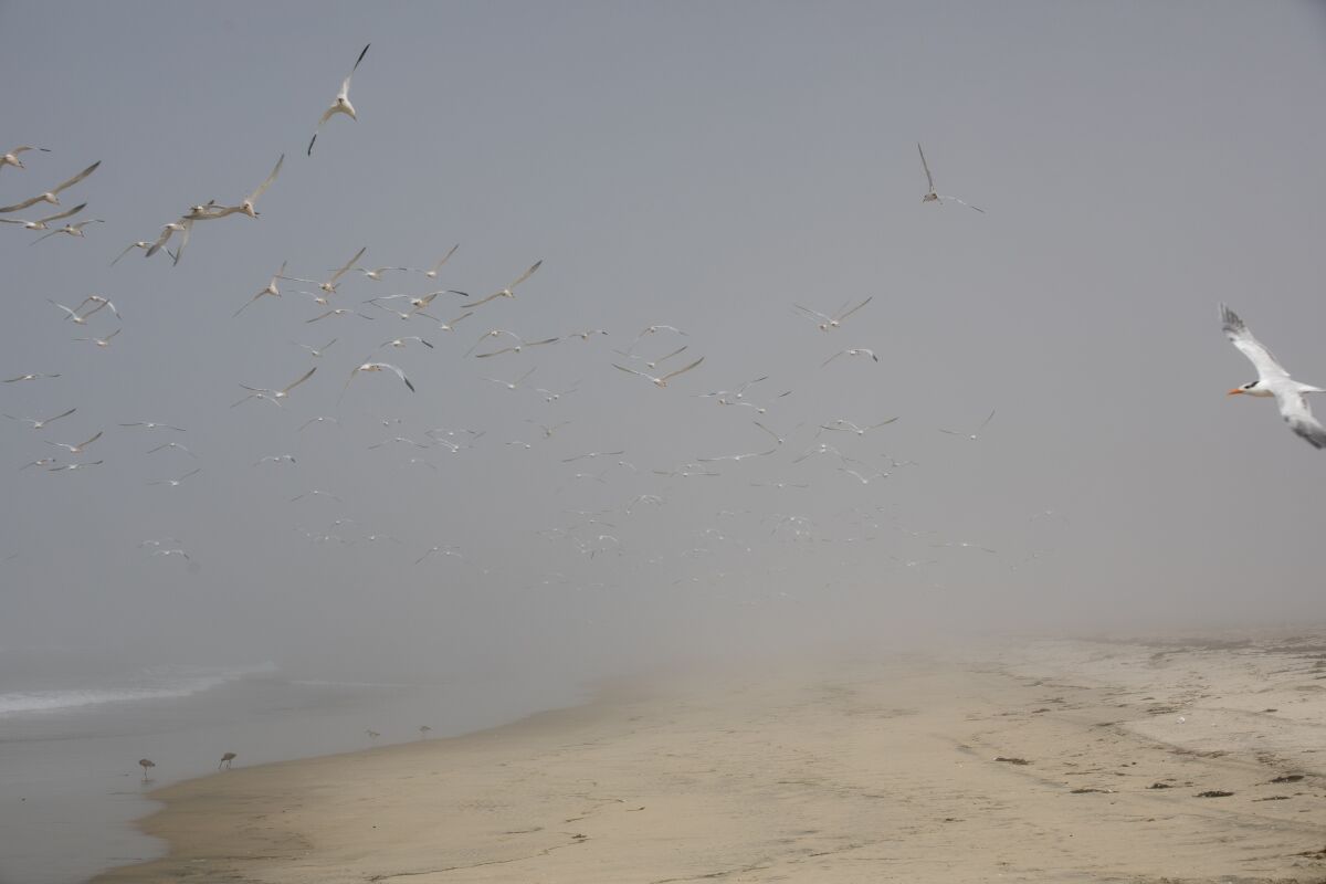 Seagulls fly in the fog near the US-Mexico border