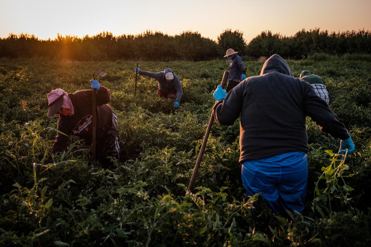 Farmworkers weed a tomato field in French Camp on July 24, 2020.