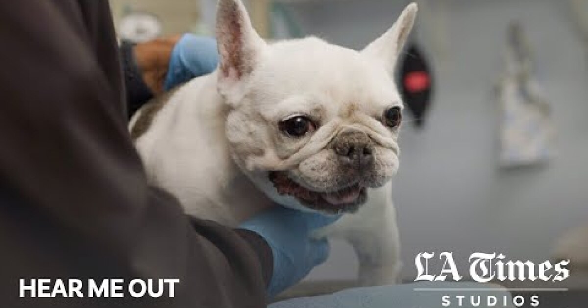 What&rsquo;s happening to veterinarians? Burnout, suicide and crisis within the profession