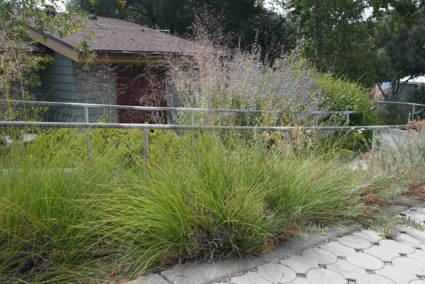 Tall grasses with whispy flowers shooting out 