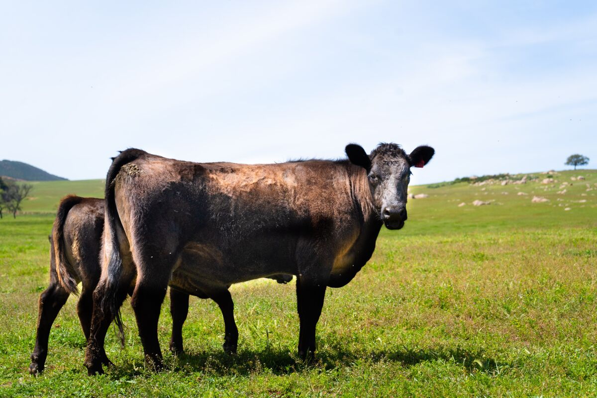 Black Angus cattle graze on the grasslands of Rancho Guejito ranch in Valley Center.