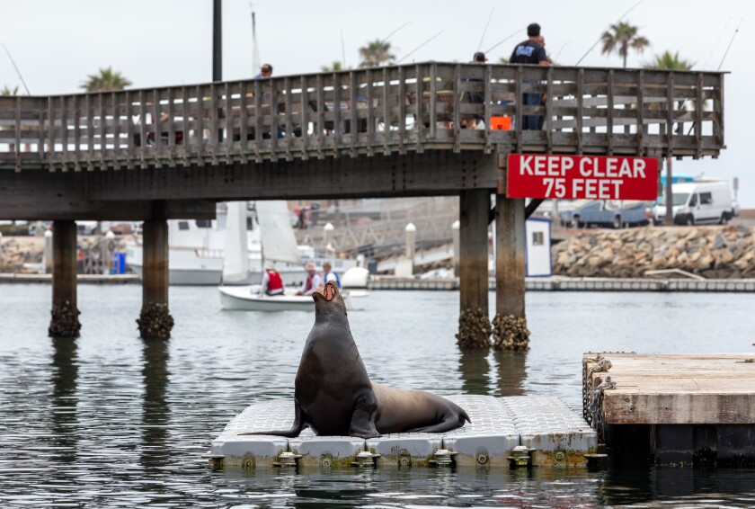 A sea lion yawns while resting on a dock near the Oceanside Harbor fishing pier in June. 