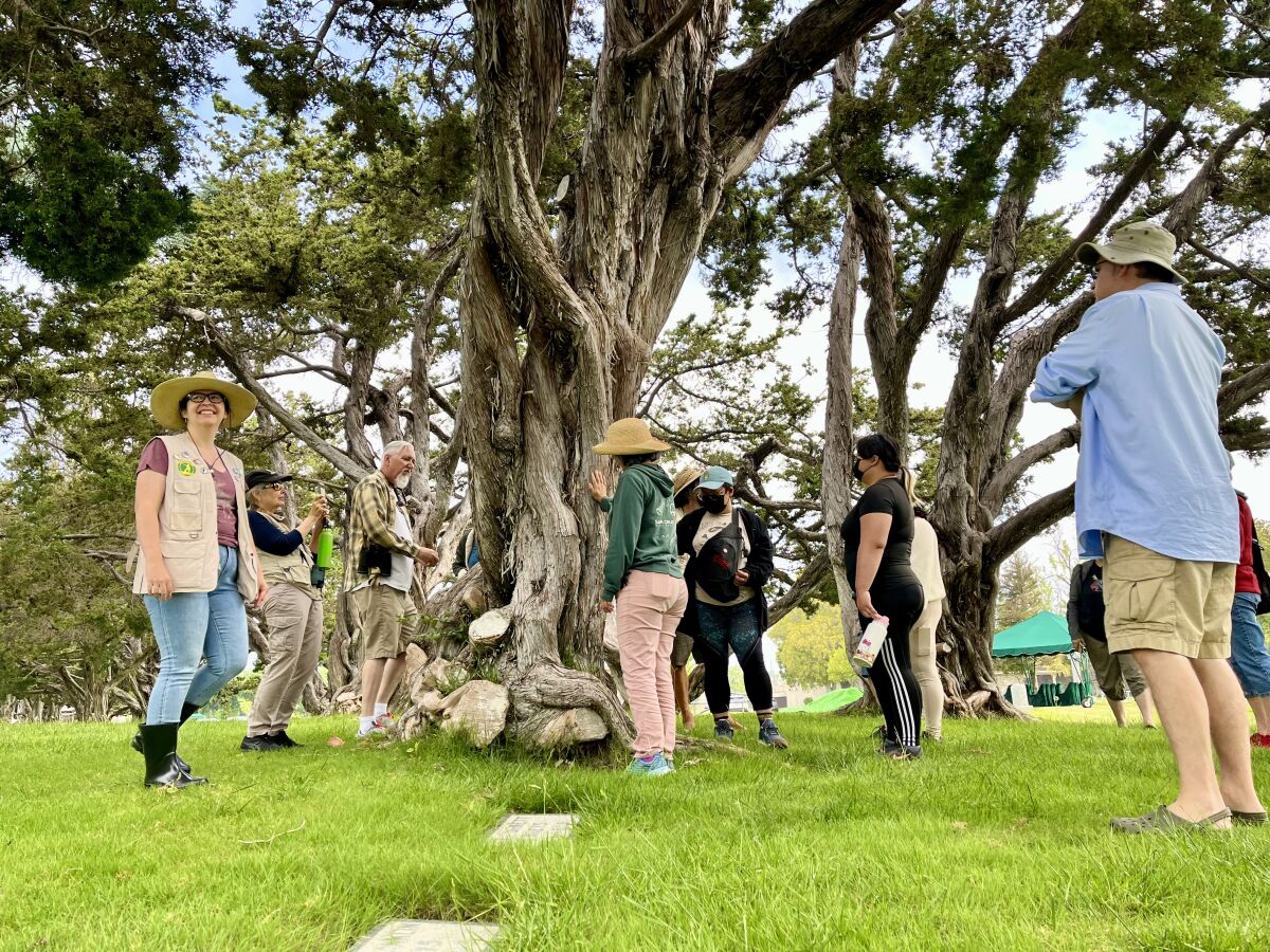 Observers examine Hollywood Juniper trees at Fairhaven Memorial Park.