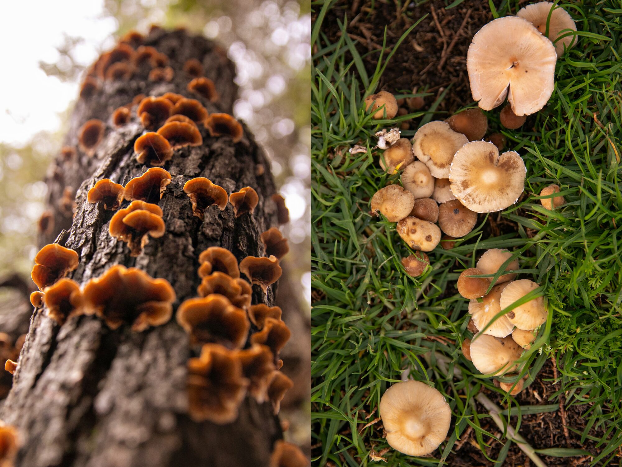 Side-by-side images of mushrooms growing on a tree and in grass