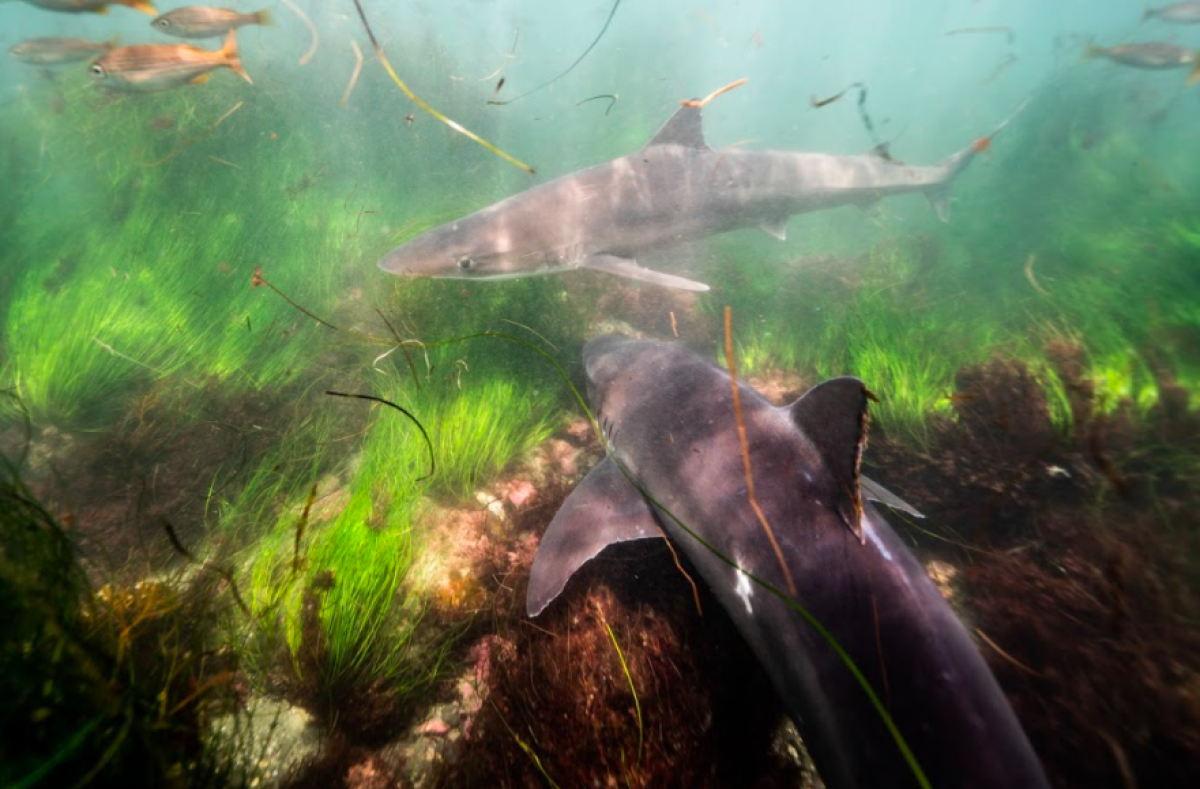 UC San Diego has found evidence that some soupfin sharks visit La Jolla once every three years. 