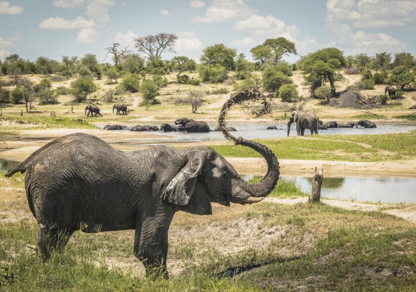 Male African elephants congregate along hotspots of social activity on the Boteti River in Botswana.  