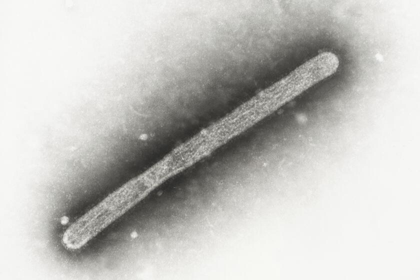 ARCHIVO - Esta imagen, tomada con un microscopio electrónico, en 2005, muestra un virión de gripe aviar A H5N1. (Cynthia Goldsmith, Jackie Katz/CDC vía AP, Archivo)