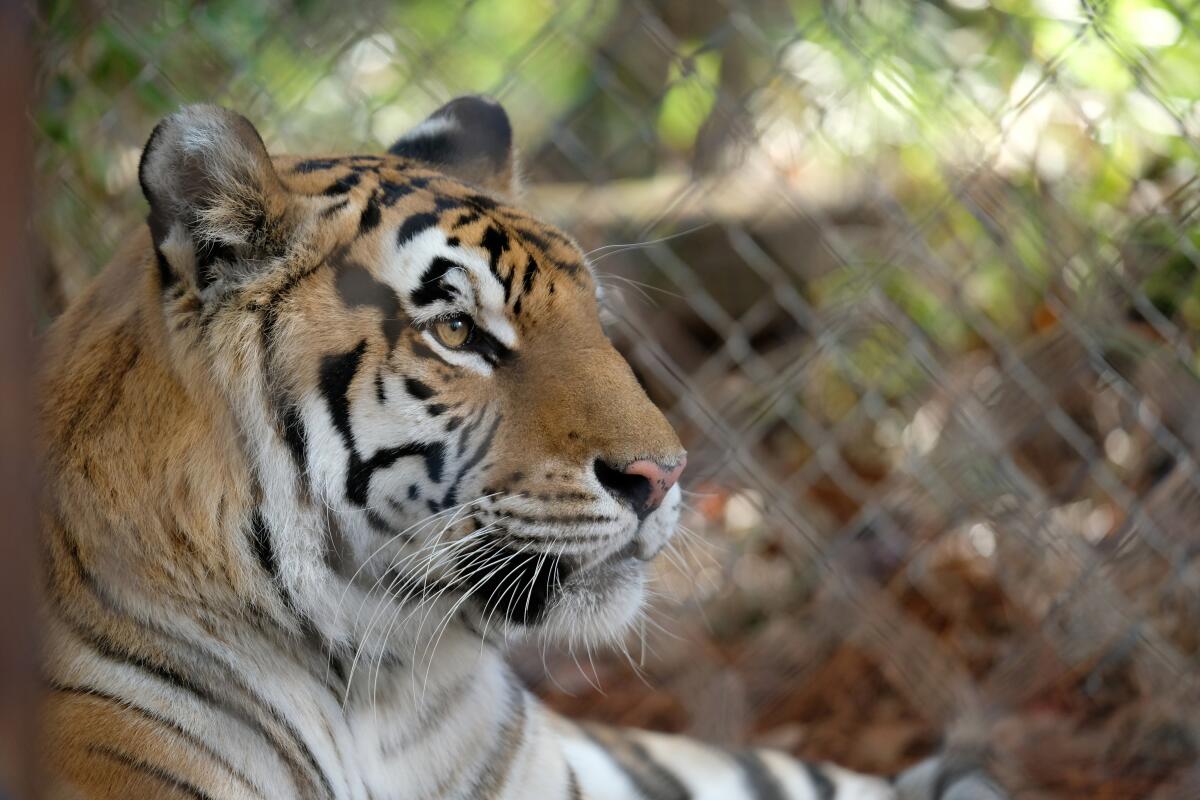 A caged tiger in the movie “The Tiger Rising.”