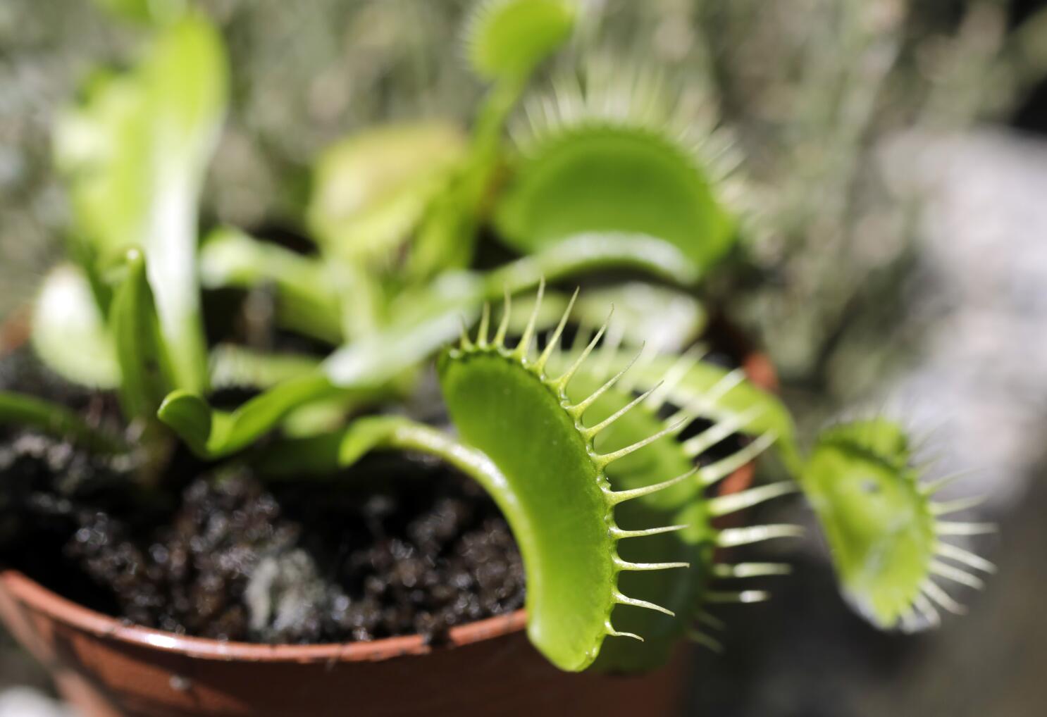 Venus flytraps (and secrets to keeping them alive) - Los Angeles Times