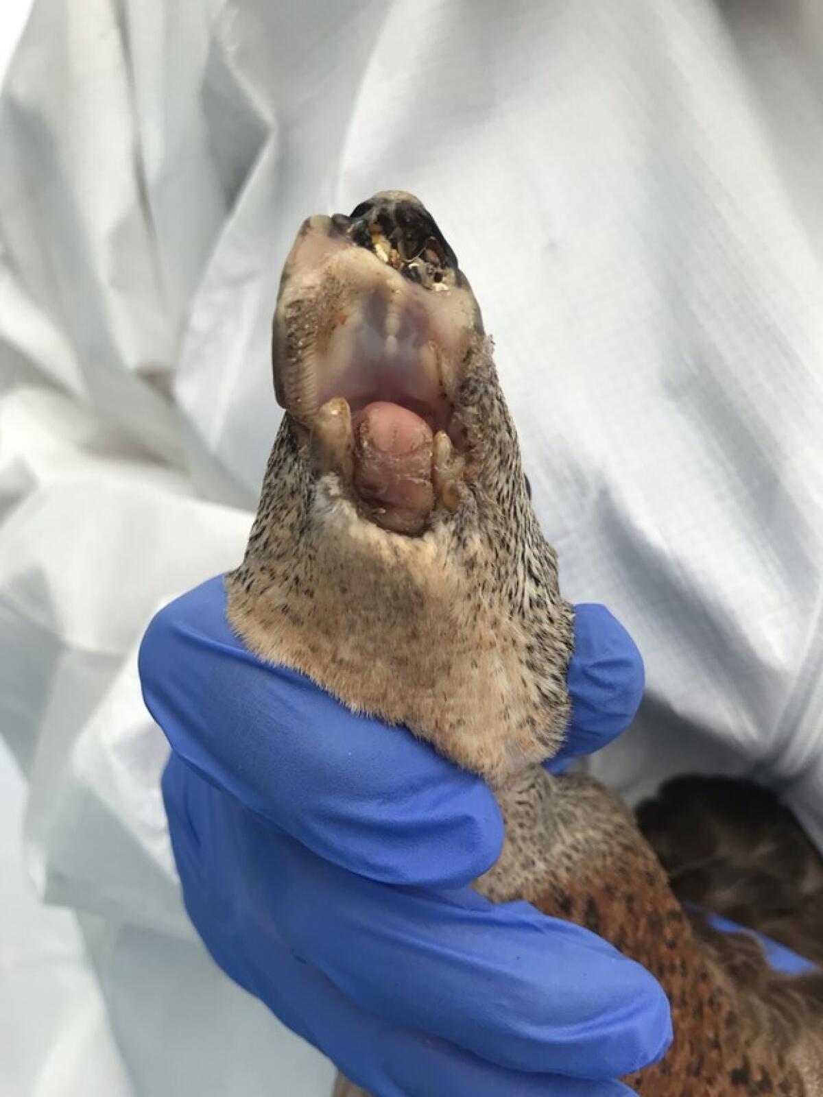 The severe injury sustained by a duck found with its bill severed is displayed by staff at Wetlands & Wildlife Care Center.