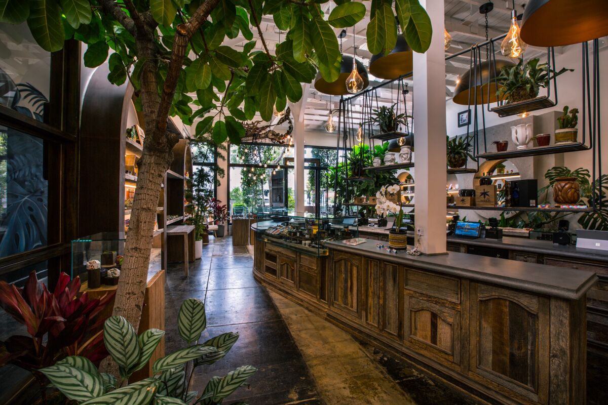 A wooden cannabis dispensary counter with houseplants on the shelves behind it.