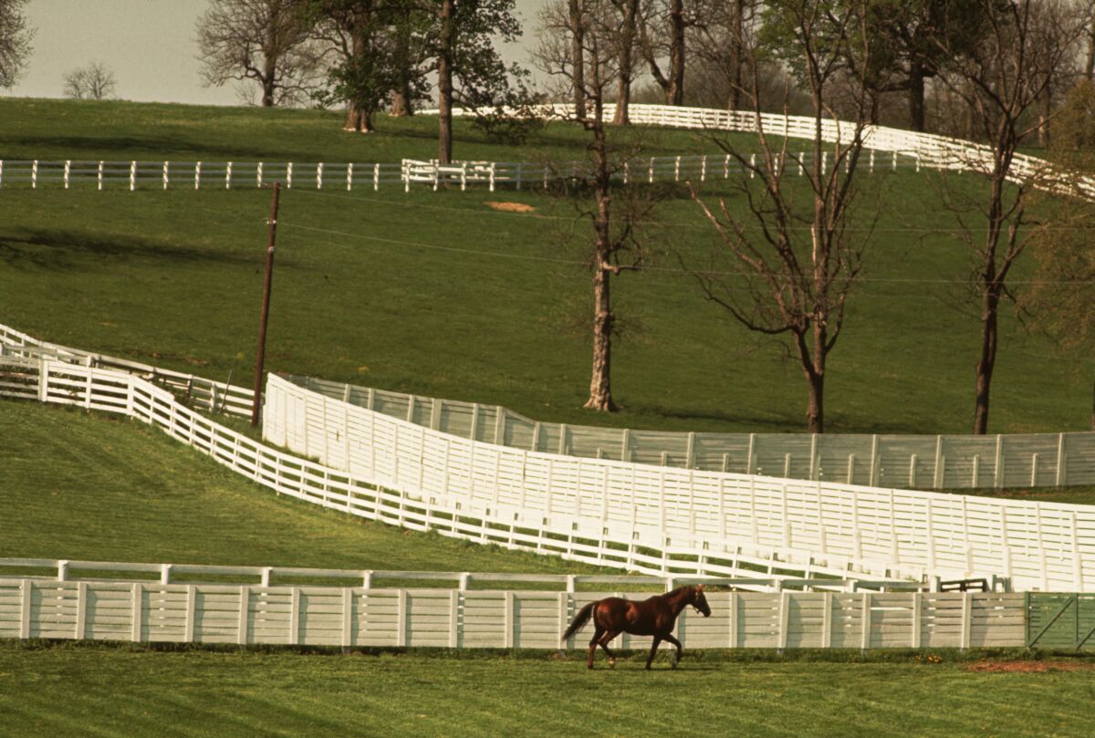 A horse runs in a paddock at Spendthrift Farm in Lexington, Ky.