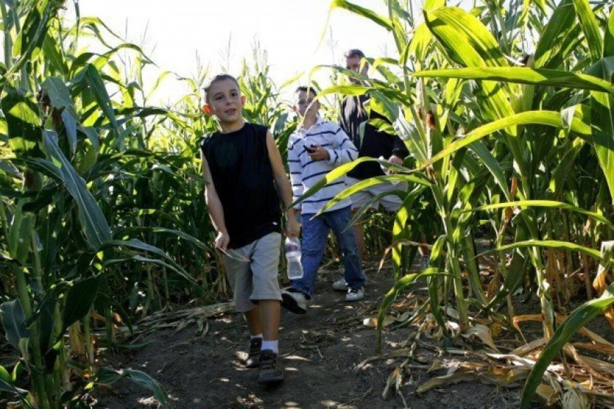 Children walk through a corn maze at one of the many pumpkin patches around San Diego County.