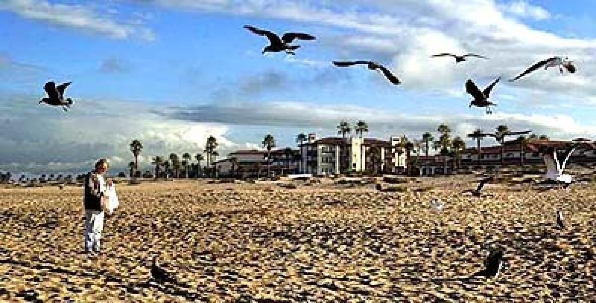 Oxnard resident Casey Schneberg feeds pretzels to gulls on the sands of the Embassy Suites Mandalay Beach Resort.