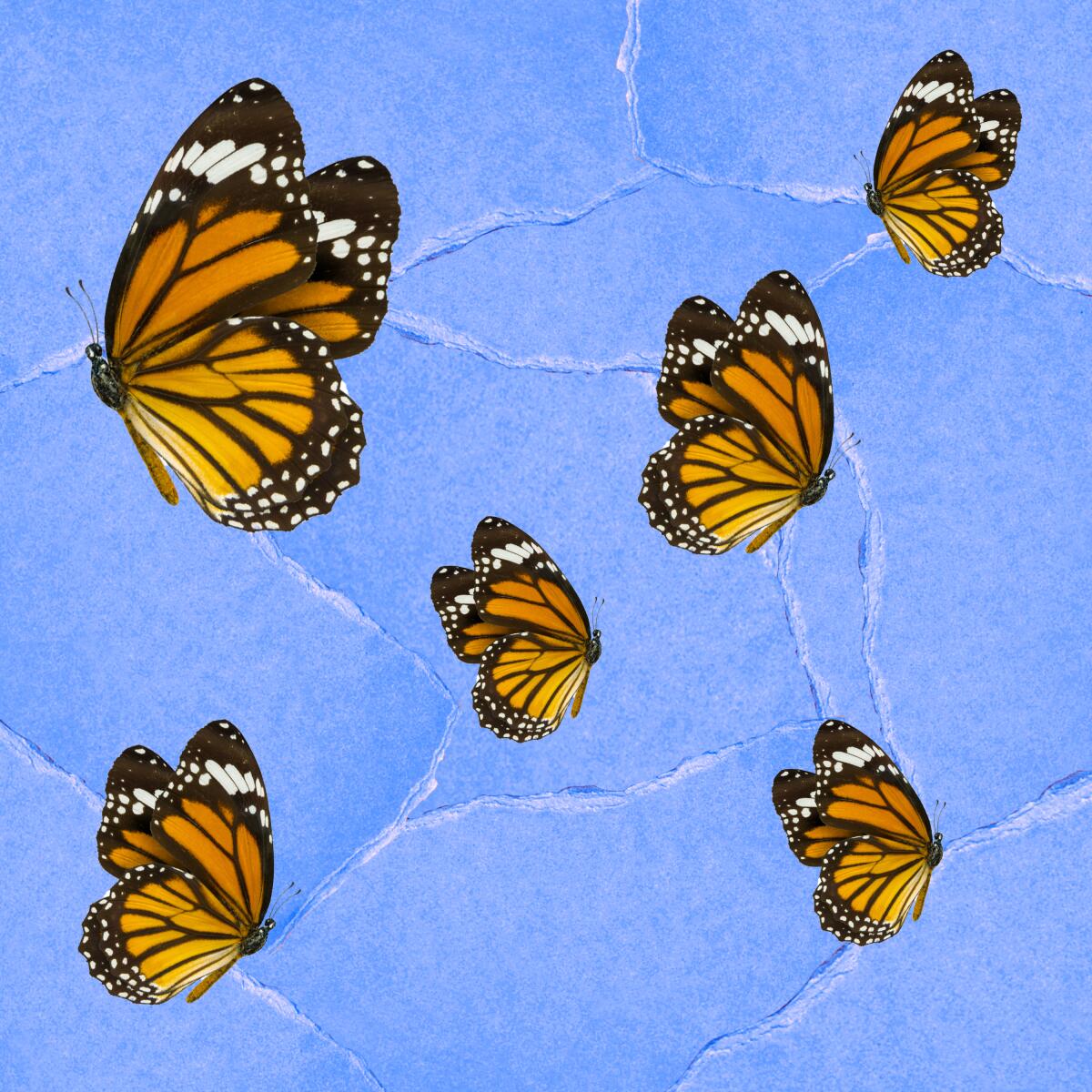Butterflies on blue background