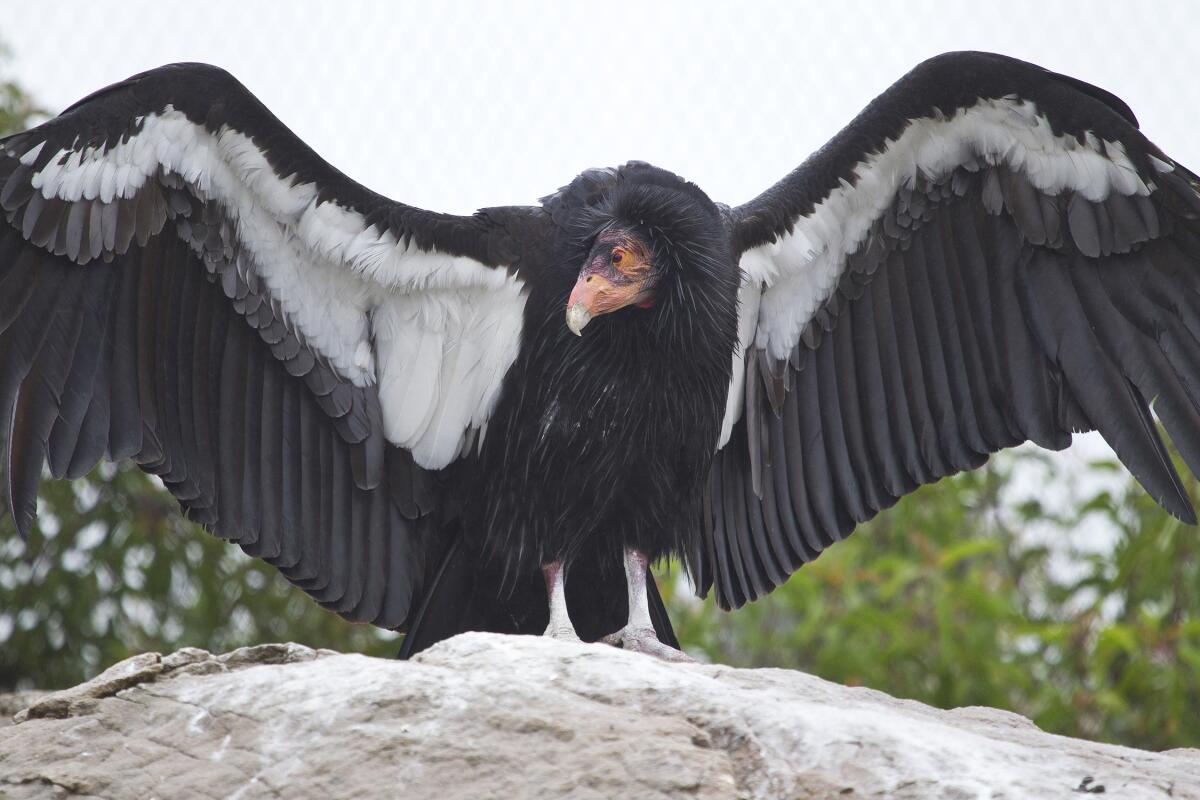 A California condor stretches its wings.