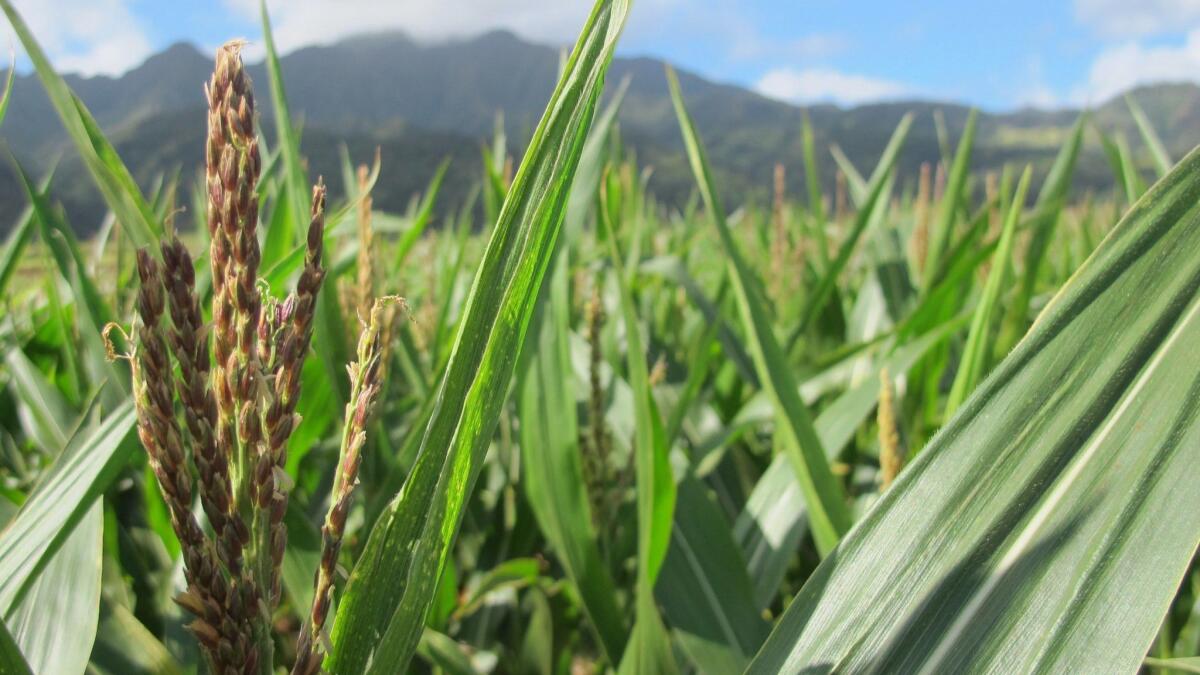 A field of corn in 2014 on Pioneer Hi-Bred International land in Waialua, Hawaii.