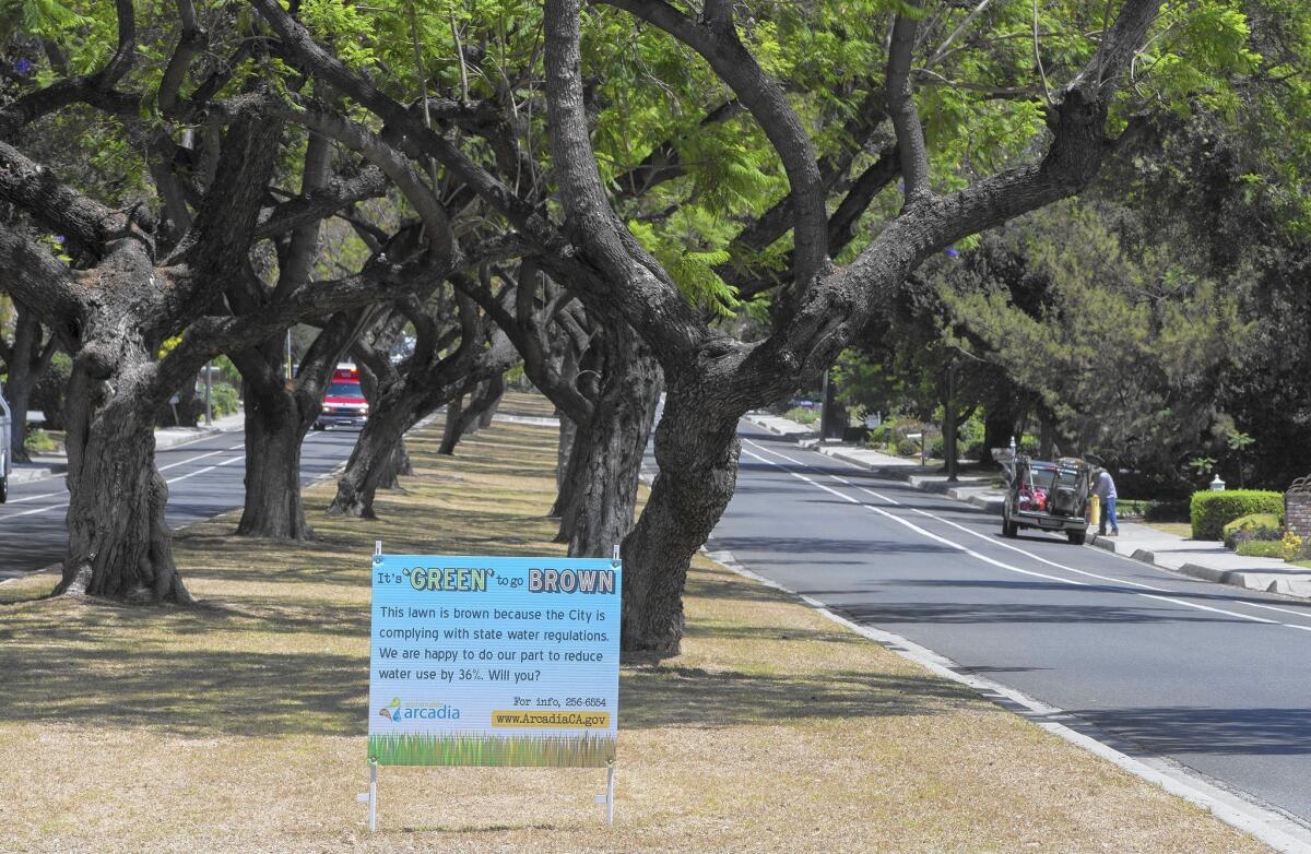 The median on north Santa Anita Avenue in Arcadia is going brown.