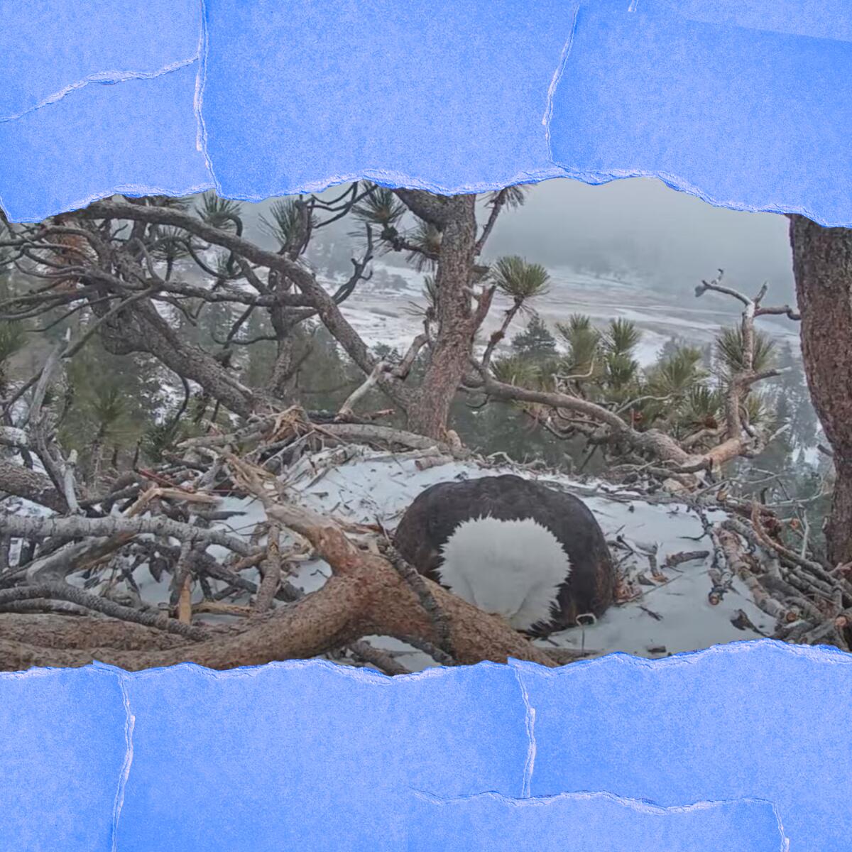 A bald eagle in a snowy nest.