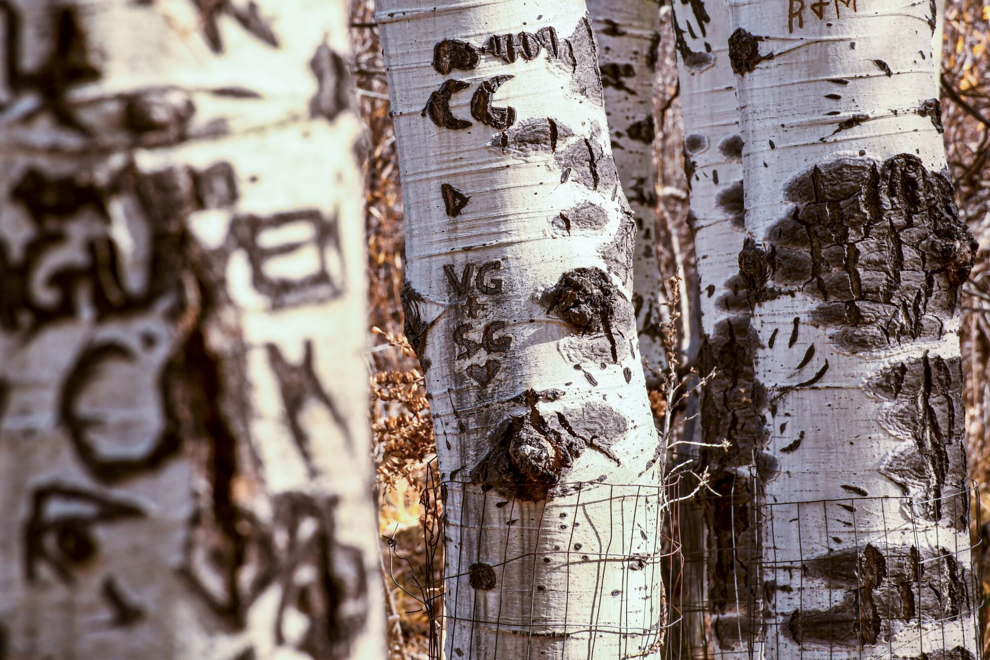 On Lake Tahoe's south shore, visitors can learn about the region's falling aspen population.