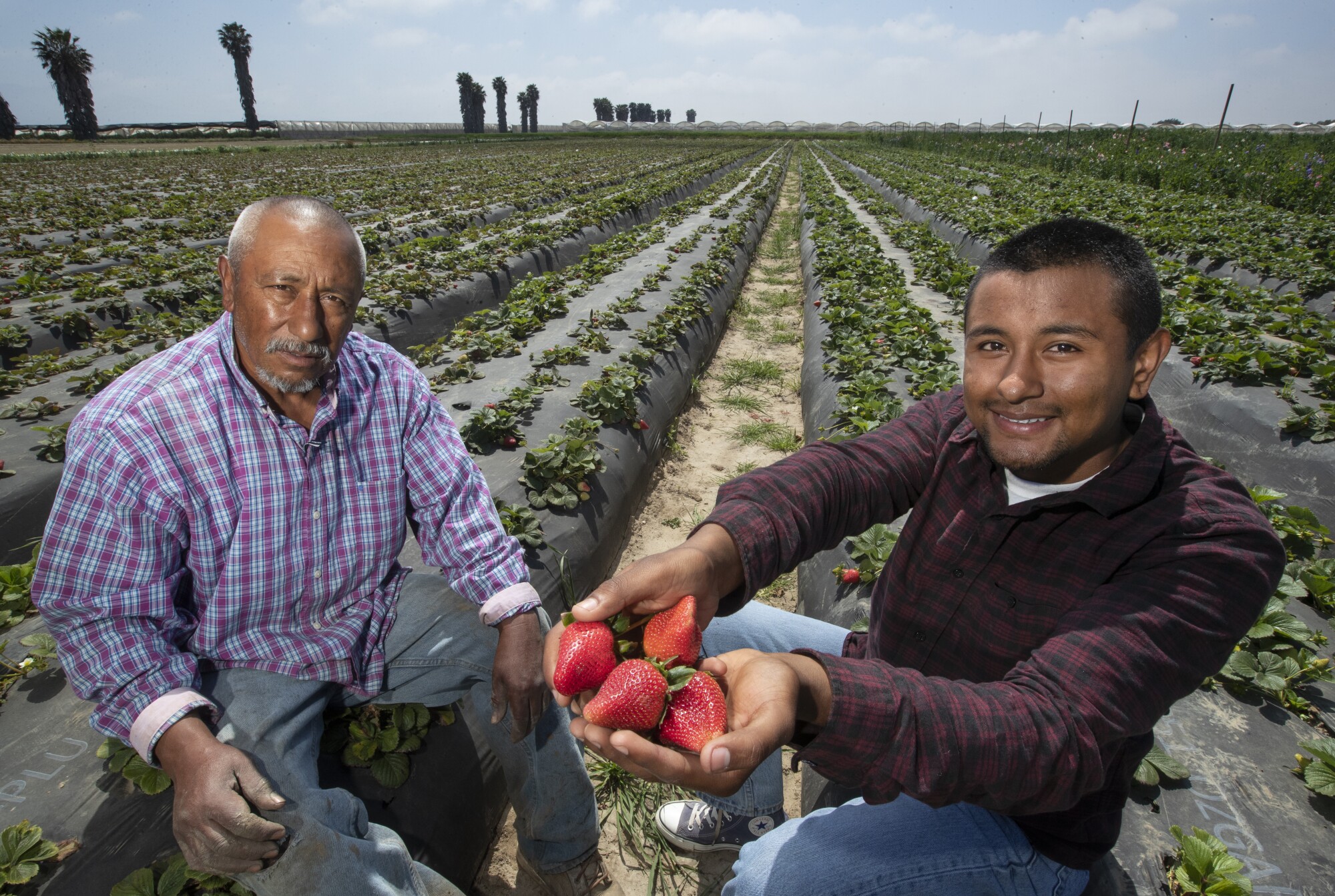 Javier Carranza, left, and his son, Flavio, display strawberries that the family has grown