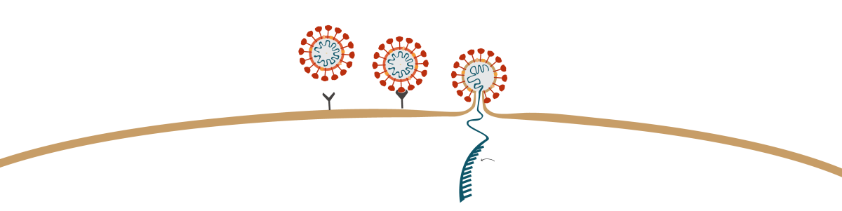 All illustration showing how the coronavirus uses its protein spikes to infiltrate living cells. 