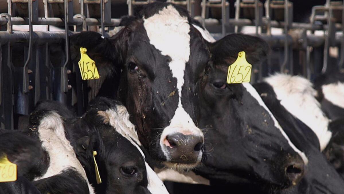 Cows poke their heads out during feeding on a Bakersfield farm. (Casey Christie / Associated Press)