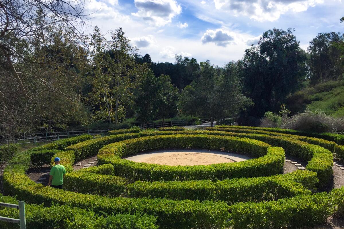 A circular maze made of green hedges 