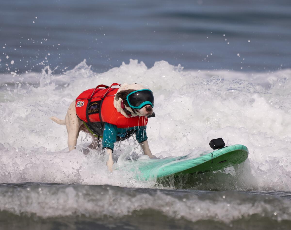 Faith, a surfing American pit bull terrier from San Diego, catches a wave Friday morning at Huntington State Beach.