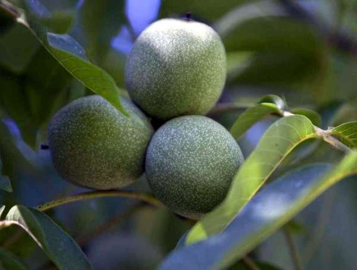 Green walnuts are the base ingredient of nocino, a traditional Italian liqueur. A DIY nocino class is offered at the Institute of Domestic Technology.