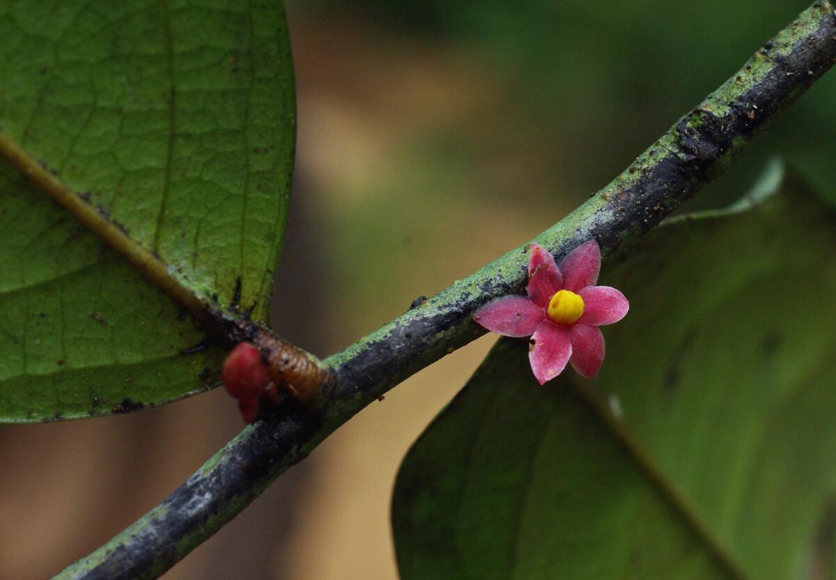 Sirdavidia solannona flower (Thomas Couvreur )