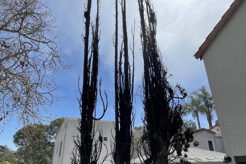 A Cypress tree was torched in Silver Lake on March 20. Fire authorities said 26 trees have burned since March 1.