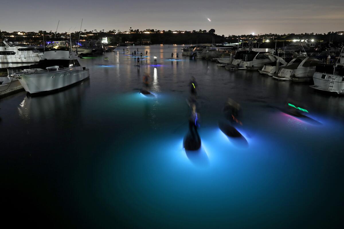 Stand Up & Shine Night SUP (paddle boarding) Glow Tour with Nocqua LED  Lights Jupiter
