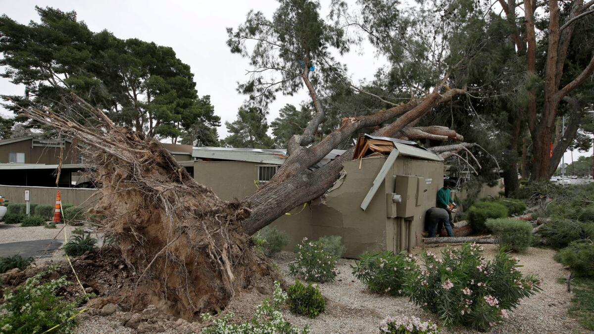 Workers clear debris from a tree that fell during a severe wind storm in Las Vegas.