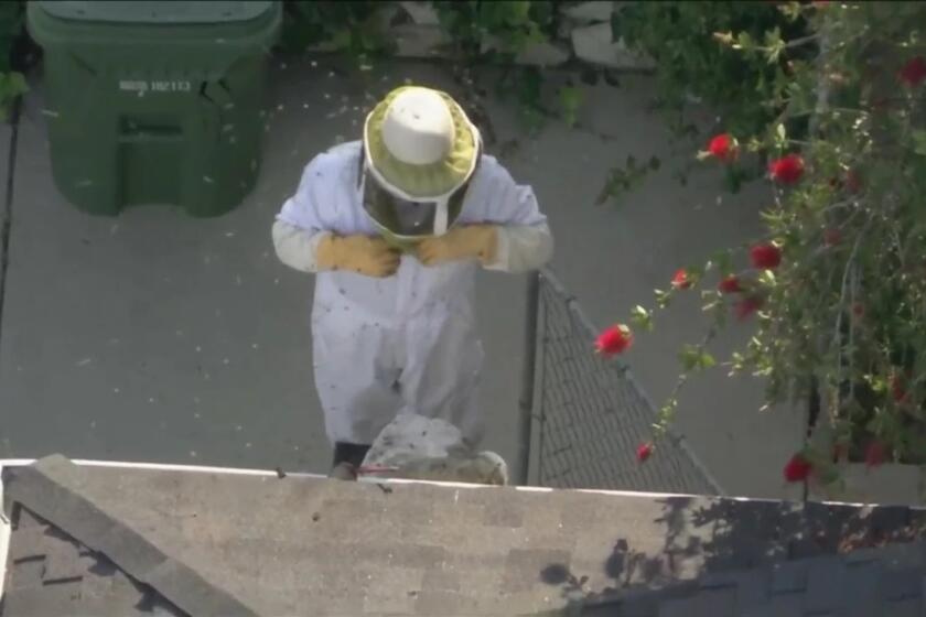 An animal control worker is swarmed by bees at a home in Encino, California. May 15, 2023. (KTLA)