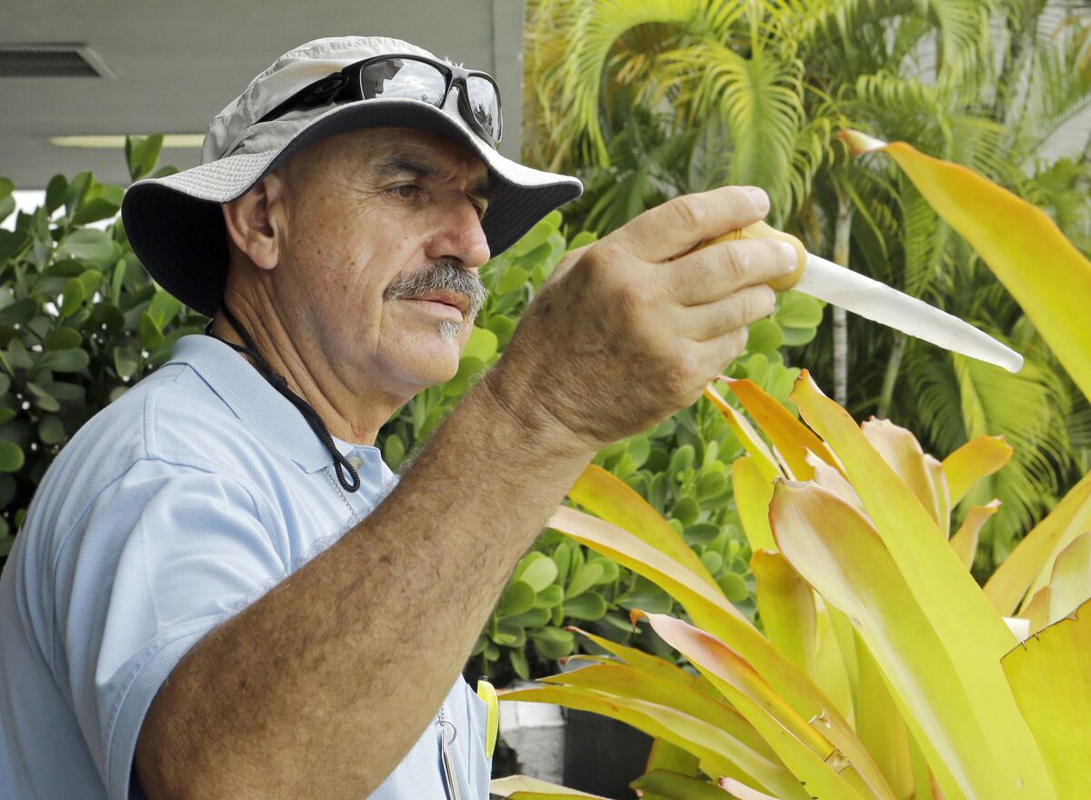 Miami-Dade mosquito control inspector Carlos Varas checks a sample of water taken from bromeliads in Miami Beach, Fla. Federal health officials outlined their strategy for fighting the virus on U.S. shores now that Congress has approved $1.1 billion in emergency funds.