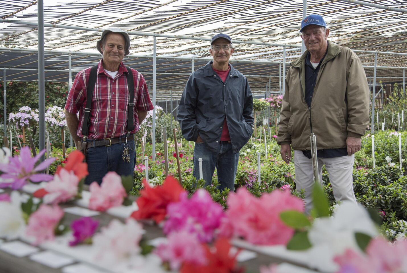 Cousins Tom Nuccio, left, Jim Nuccio, center, and Julius Nuccio run Nuccio Nurseries in Altadena. They are premiere growers of camellias and azaleas in Southern California, selling to both the trade and the public.