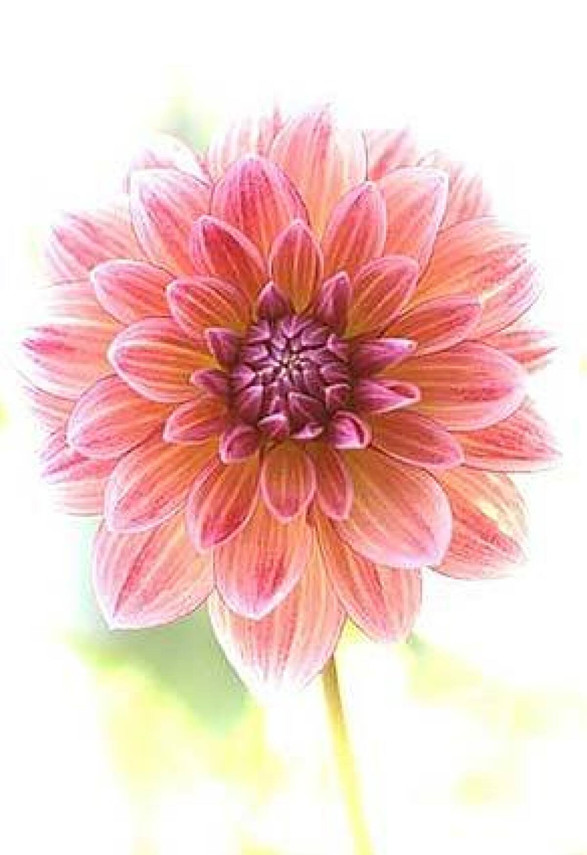 The dahlia isn't just pretty in pink. Thousands of color combinations, shapes and sizes give this flower its power to surprise and delight. The hearty blooms need careful cultivation, especially in the heat, but the payoff? Devotees say it's nothing short of astounding.
