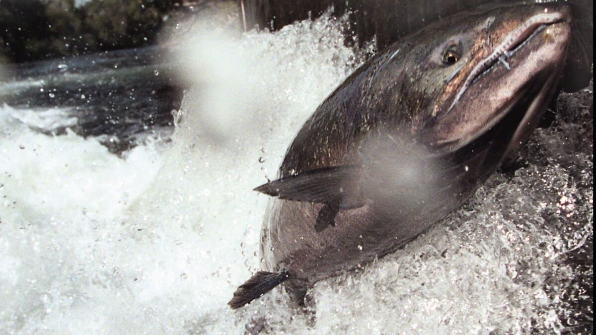 A fall-run salmon jumps at the Coleman National Fish Hatchery near Anderson, Calif., on Oct. 2, 1996. Gov. Gavin Newsom's rejection of a key state environmental bill threatens salmon and other endangered species.