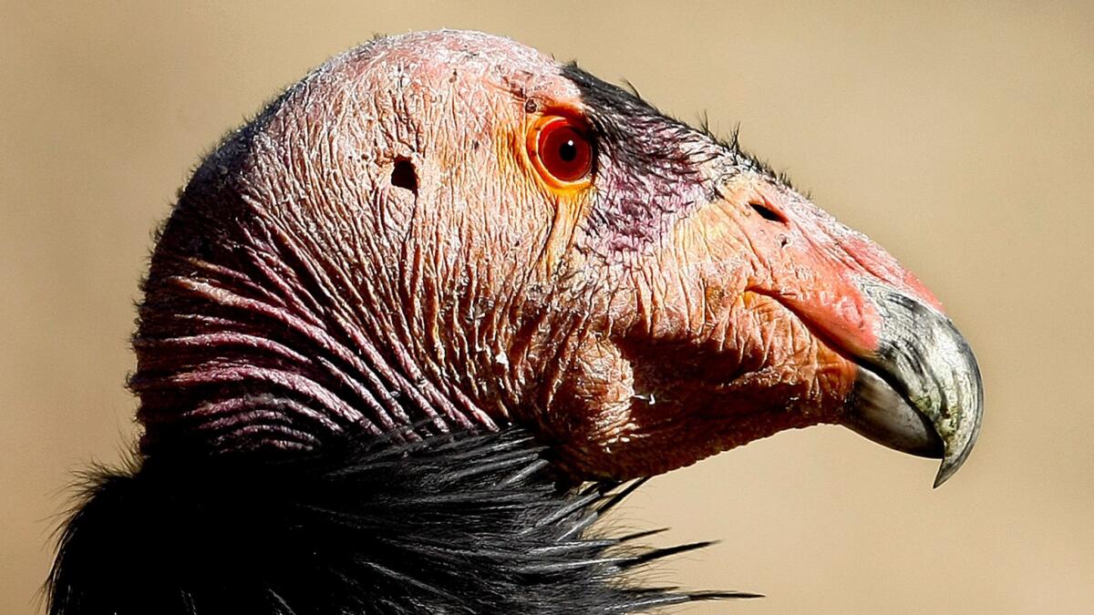 A California condor (shown here in the wild) will be on display Saturday at the free Bird Fest in the Santa Monica Mountains National Recreation Area.