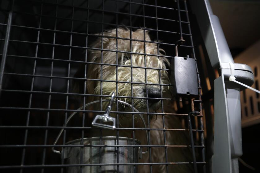 Bentonville, Arkansas - October 14, 2023: (Editors special note: This is a special assignment for the IT team. DO not use images for other stories or share with Getty before their project has been published.) Following the Southwest Dog Auction - dogs in cages are being transported inside a packed white van in Bentonville, Arkansas. (Francine Orr/ Los Angeles Times)